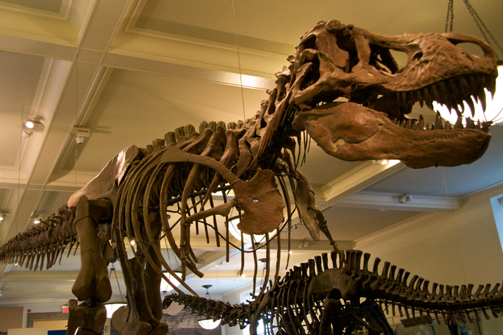 The American Museum of Natural History.